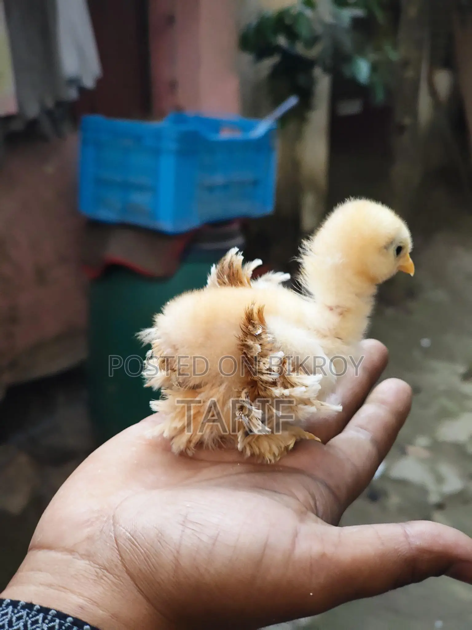 সৌখিন মুরগি