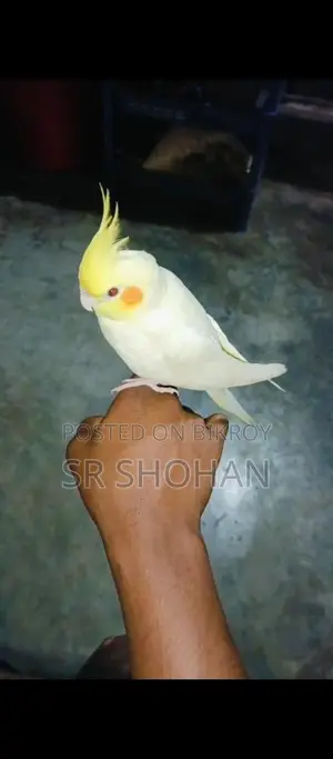 Bird for Sell