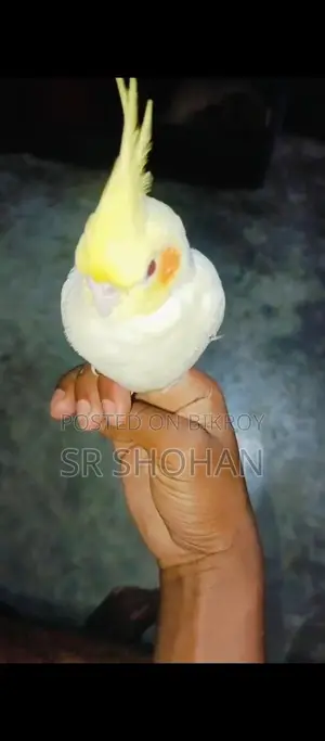 Bird for Sell