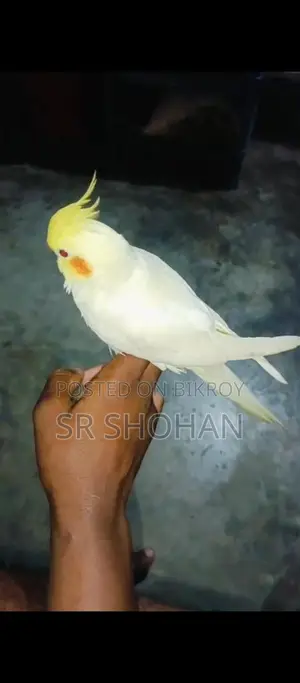 Bird for Sell