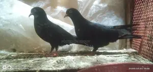 কবুতর বিক্রি করা হবে