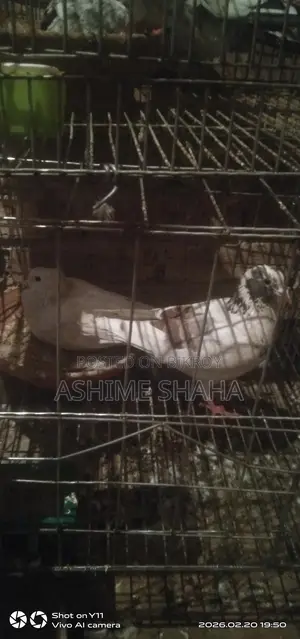 কবুতর বিক্রি করা হবে