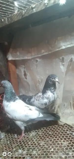 কবুতর বিক্রি করা হবে