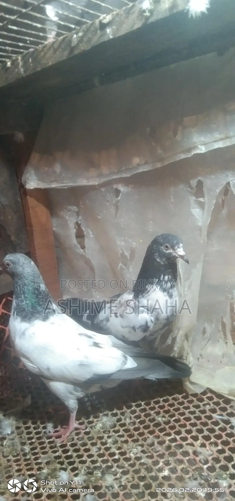 কবুতর বিক্রি করা হবে