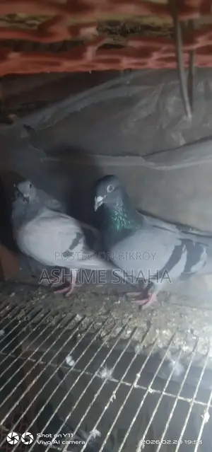 কবুতর বিক্রি করা হবে