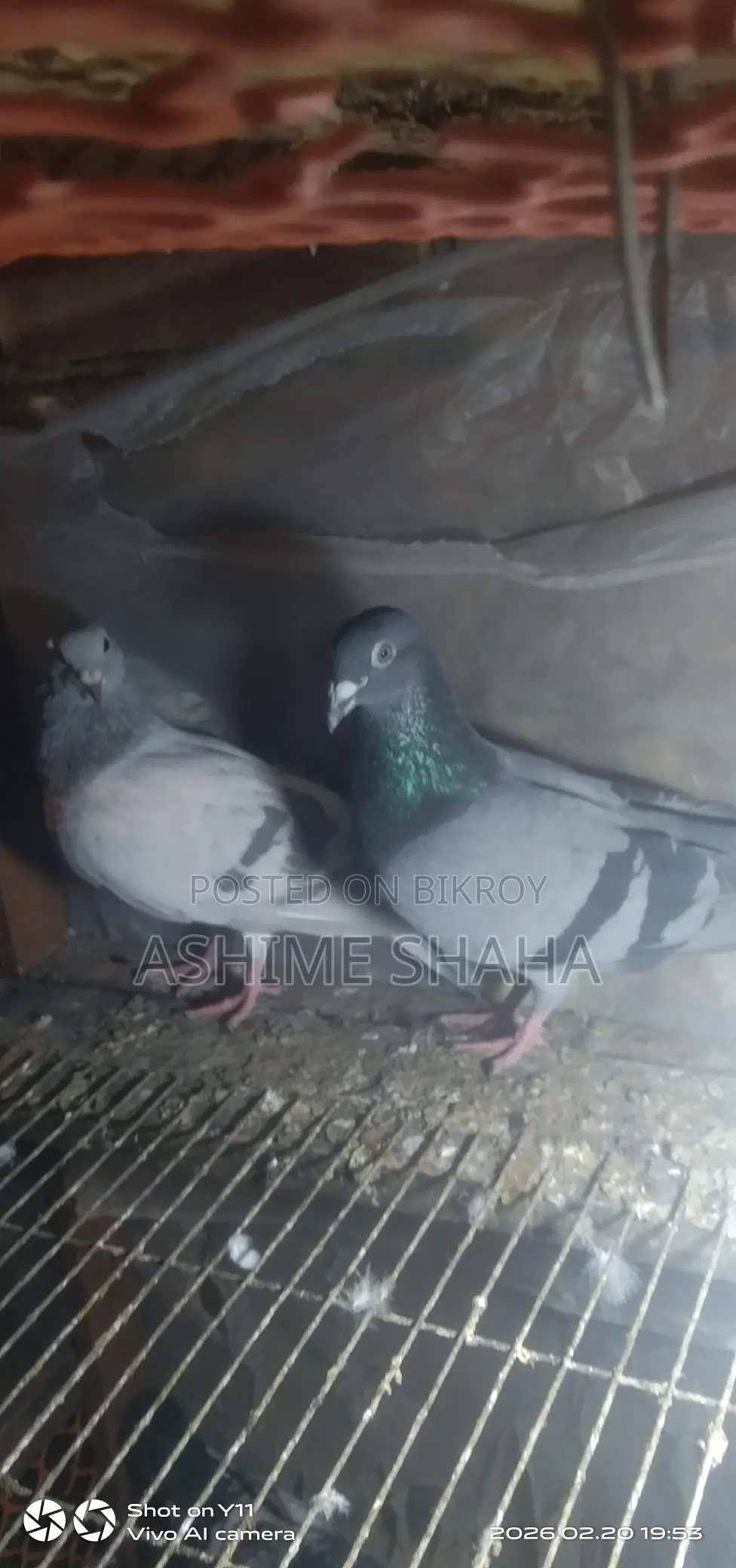 কবুতর বিক্রি করা হবে