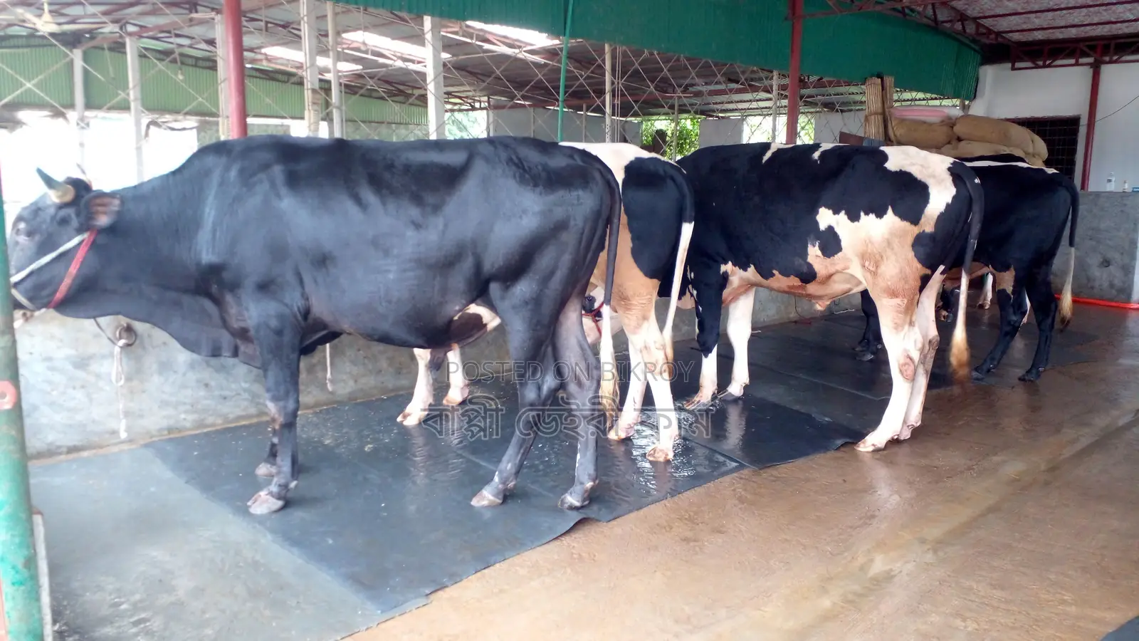 1054 No. 5 High-Quality Bulls for Sale in One Lot