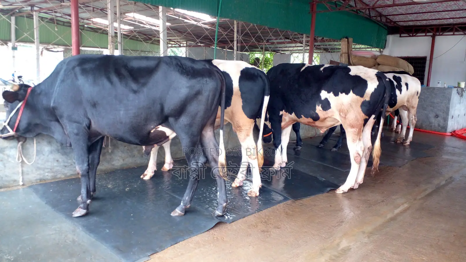 1054 No. 5 High-Quality Bulls for Sale in One Lot
