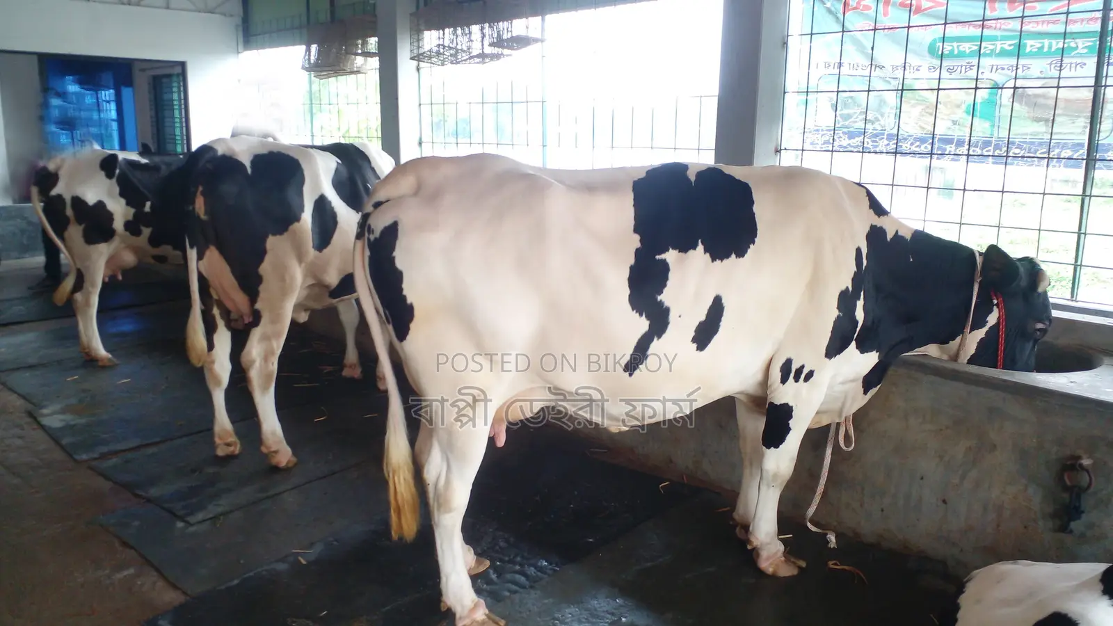 ১০৫২নং ৩টি গাভী বিক্রয় ।