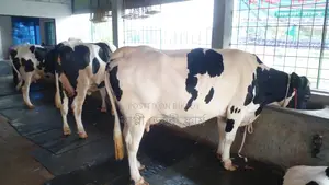 ১০৫২নং ৩টি গাভী বিক্রয় ।
