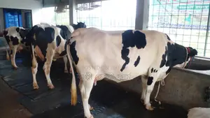 ১০৫২নং ৩টি গাভী বিক্রয় ।