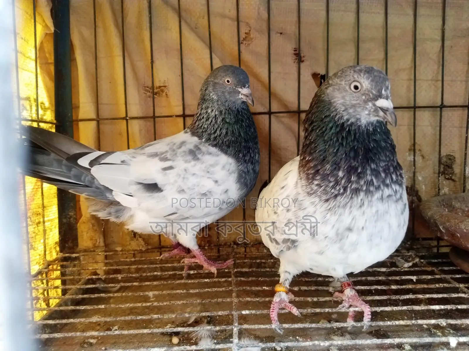 Pure Giribaz Pigeon Pair