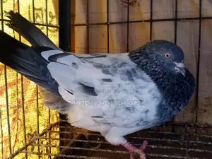 Pure Giribaz Pigeon Pair