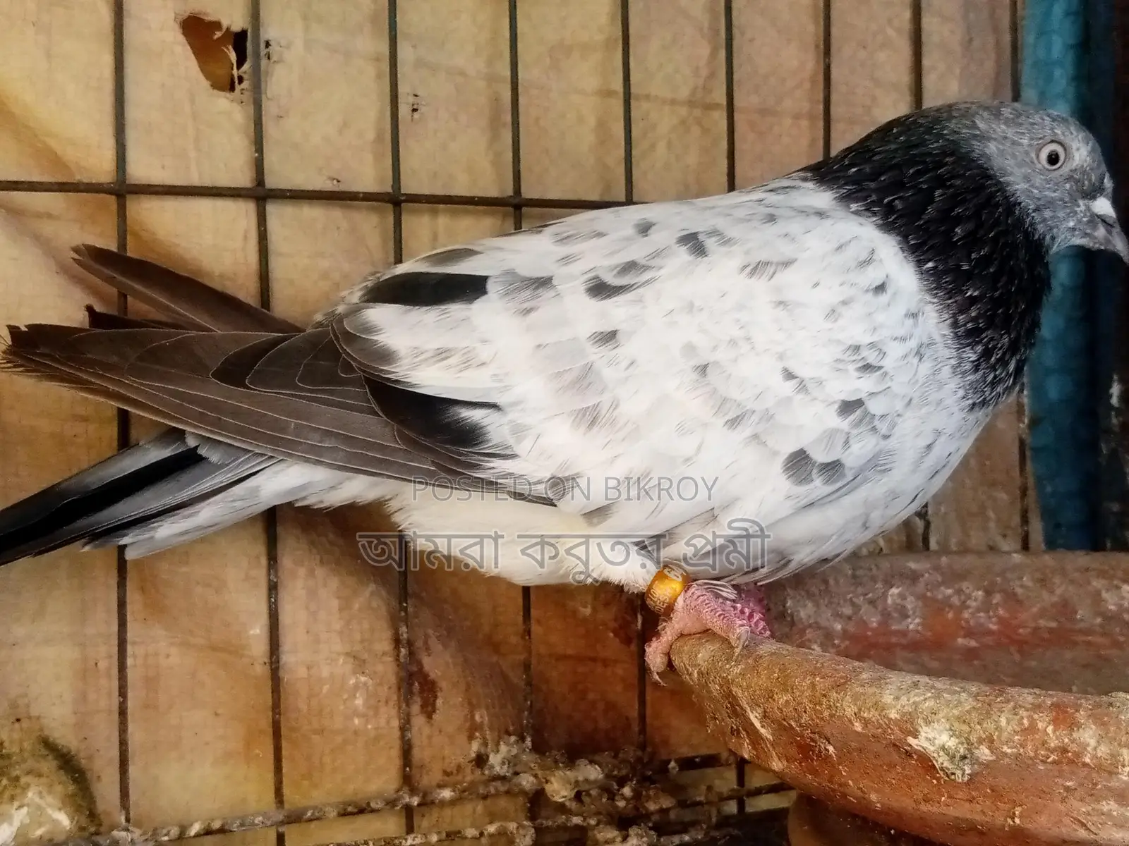 Pure Giribaz Pigeon Pair