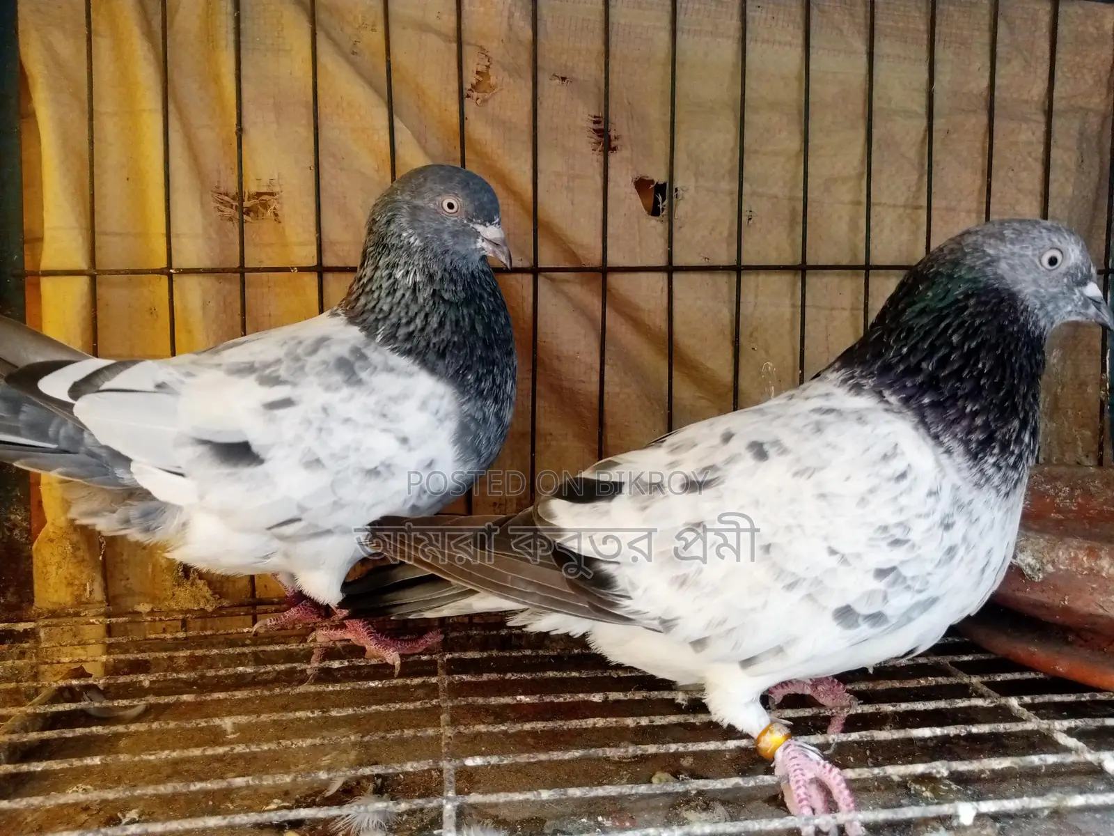 Pure Giribaz Pigeon Pair