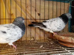 Pure Giribaz Pigeon Pair