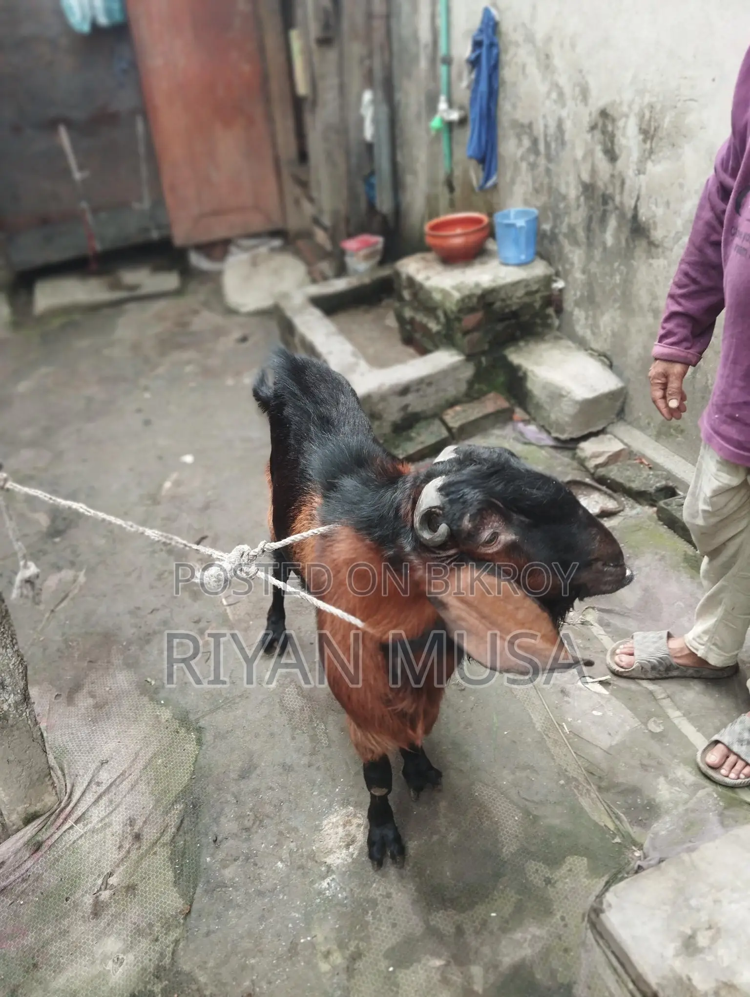Goat for Sale