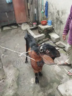 Goat for Sale