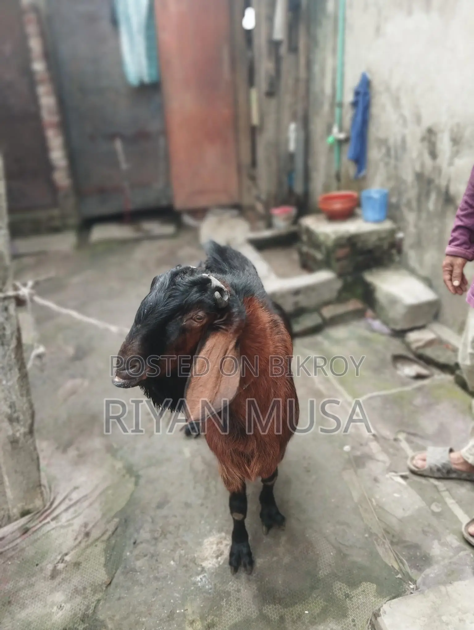 Goat for Sale