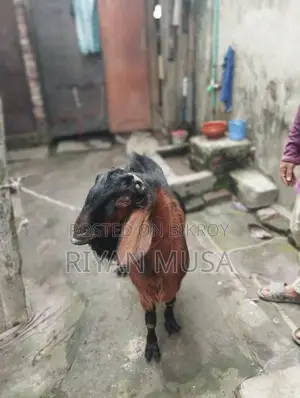 Goat for Sale