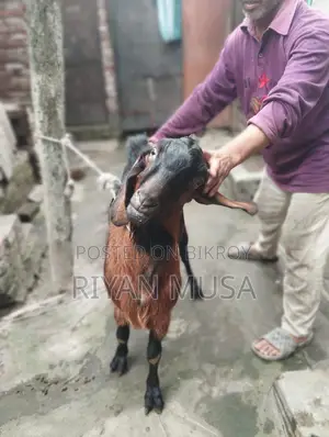Goat for Sale