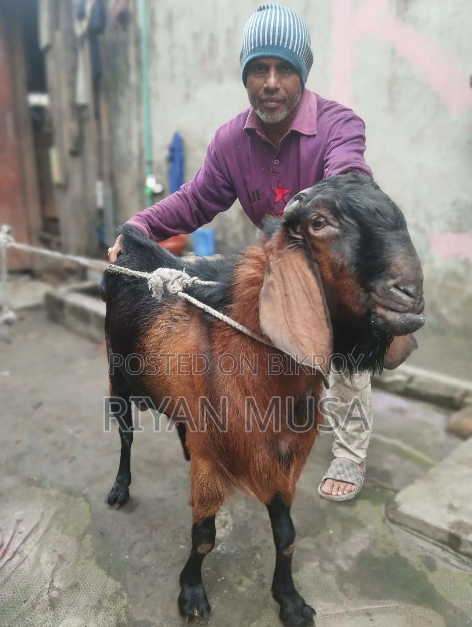 Goat for Sale