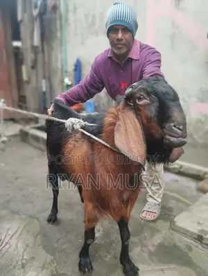 Goat for Sale