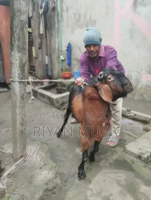 Goat for Sale