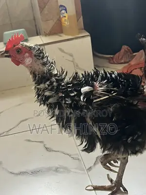 হেজা মুরগি