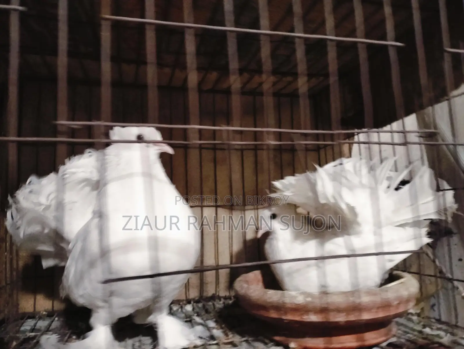 New Adult 1 Pair of Lakha Pigeons