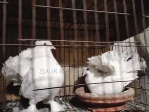 New Adult 1 Pair of Lakha Pigeons