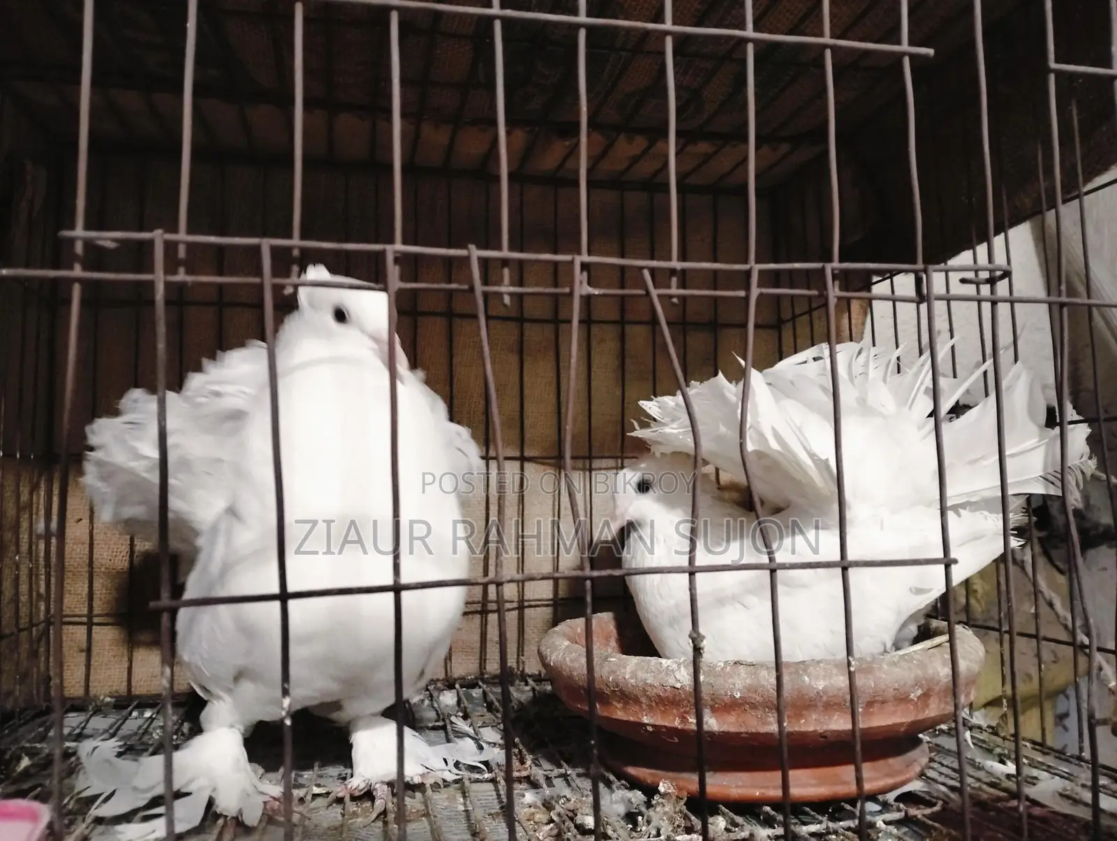New Adult 1 Pair of Lakha Pigeons