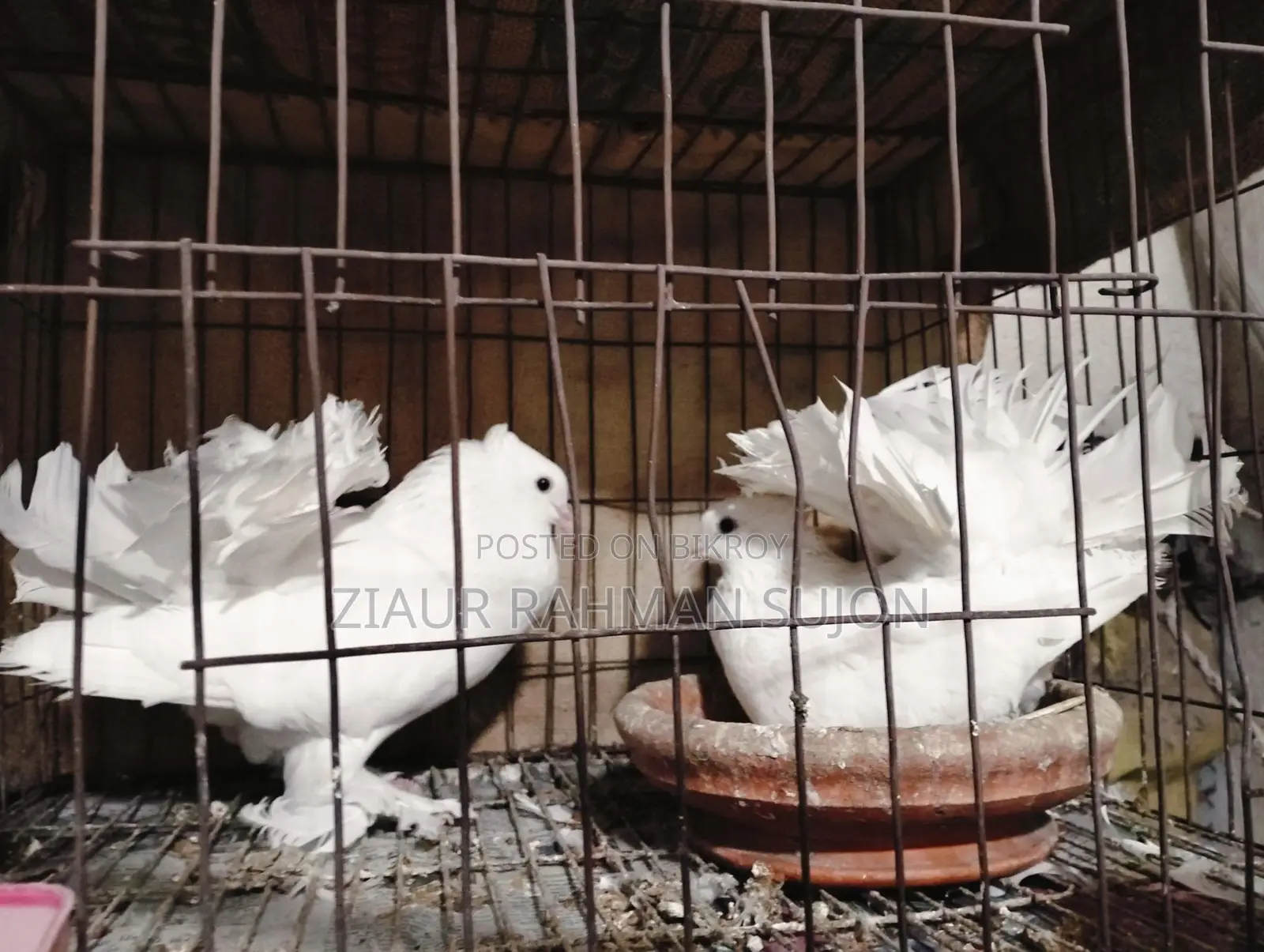 New Adult 1 Pair of Lakha Pigeons