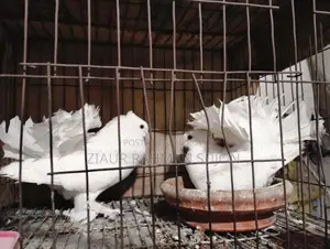 New Adult 1 Pair of Lakha Pigeons