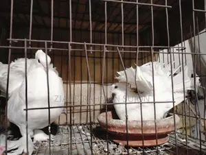 New Adult 1 Pair of Lakha Pigeons