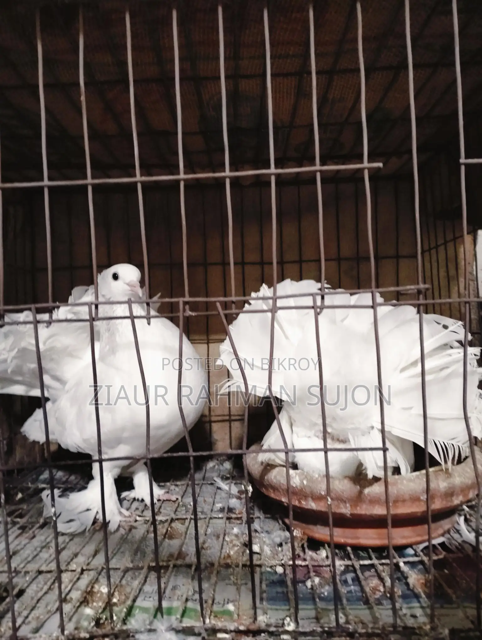 New Adult 1 Pair of Lakha Pigeons