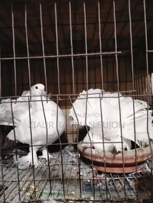 New Adult 1 Pair of Lakha Pigeons