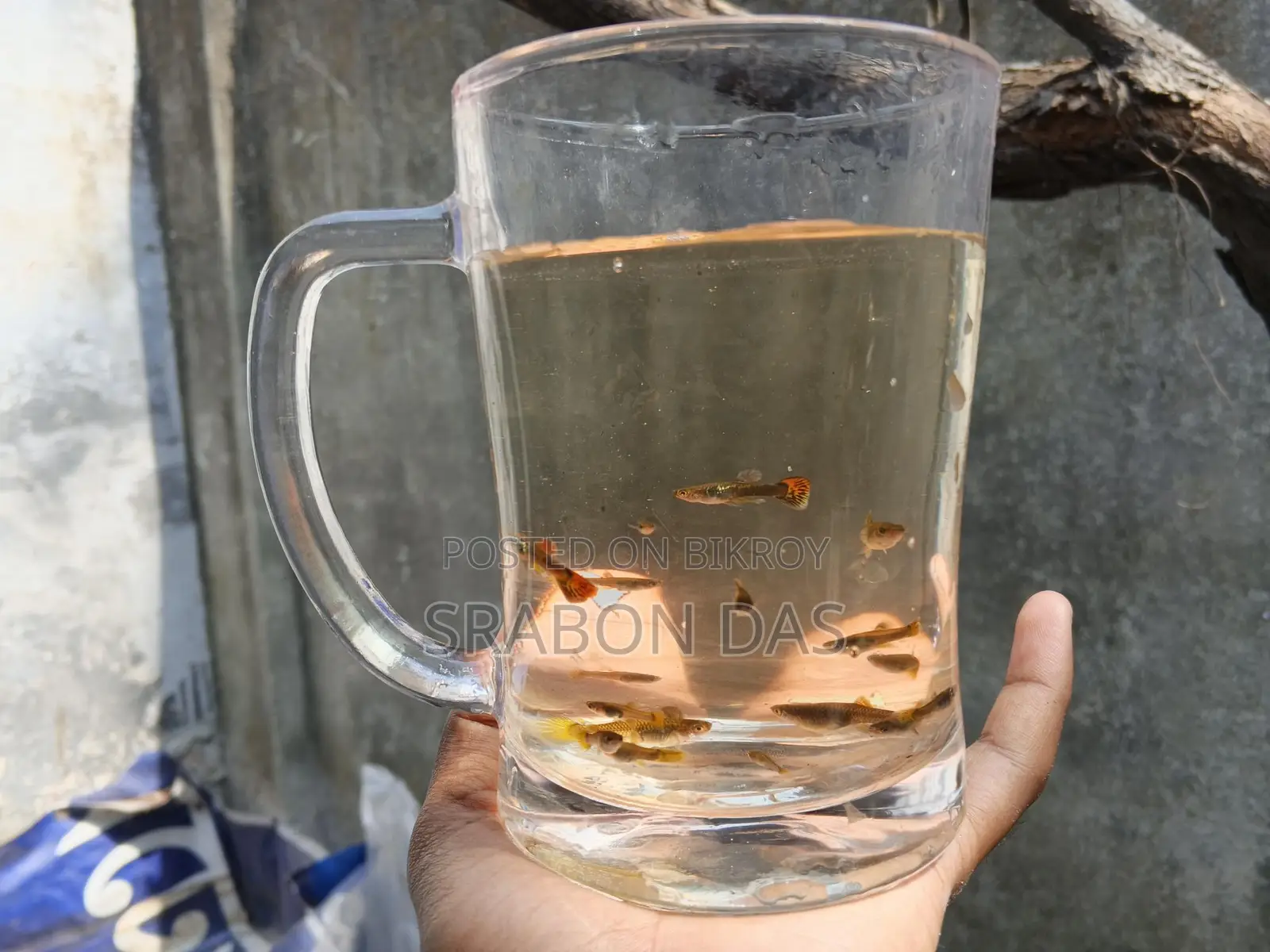 Guppy for Sale