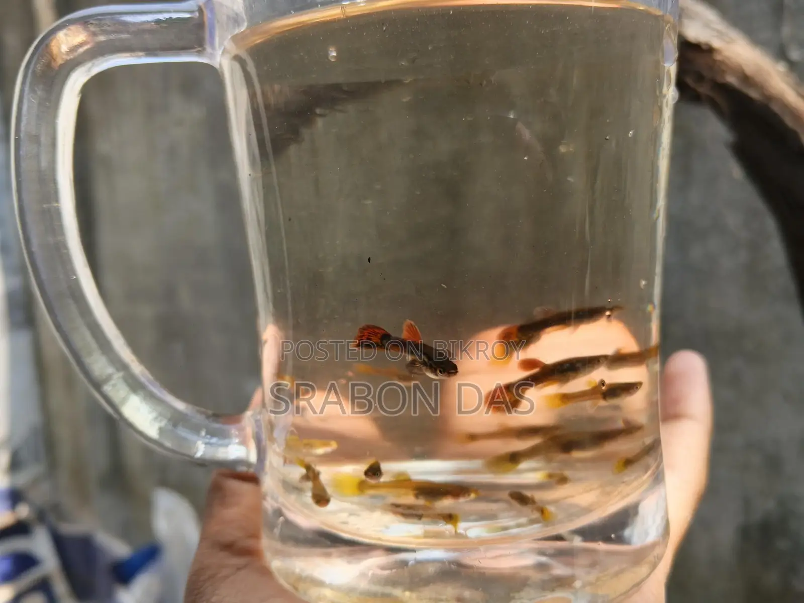 Guppy for Sale