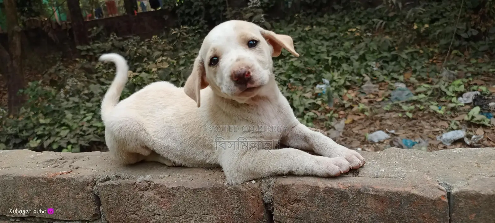 Mix Breed Spitz And Labrador