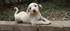 Mix Breed Spitz And Labrador