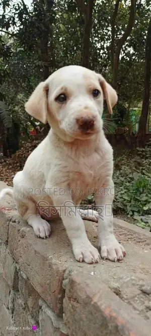 Mix Breed Spitz And Labrador
