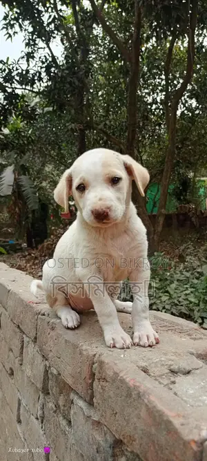 Mix Breed Spitz And Labrador