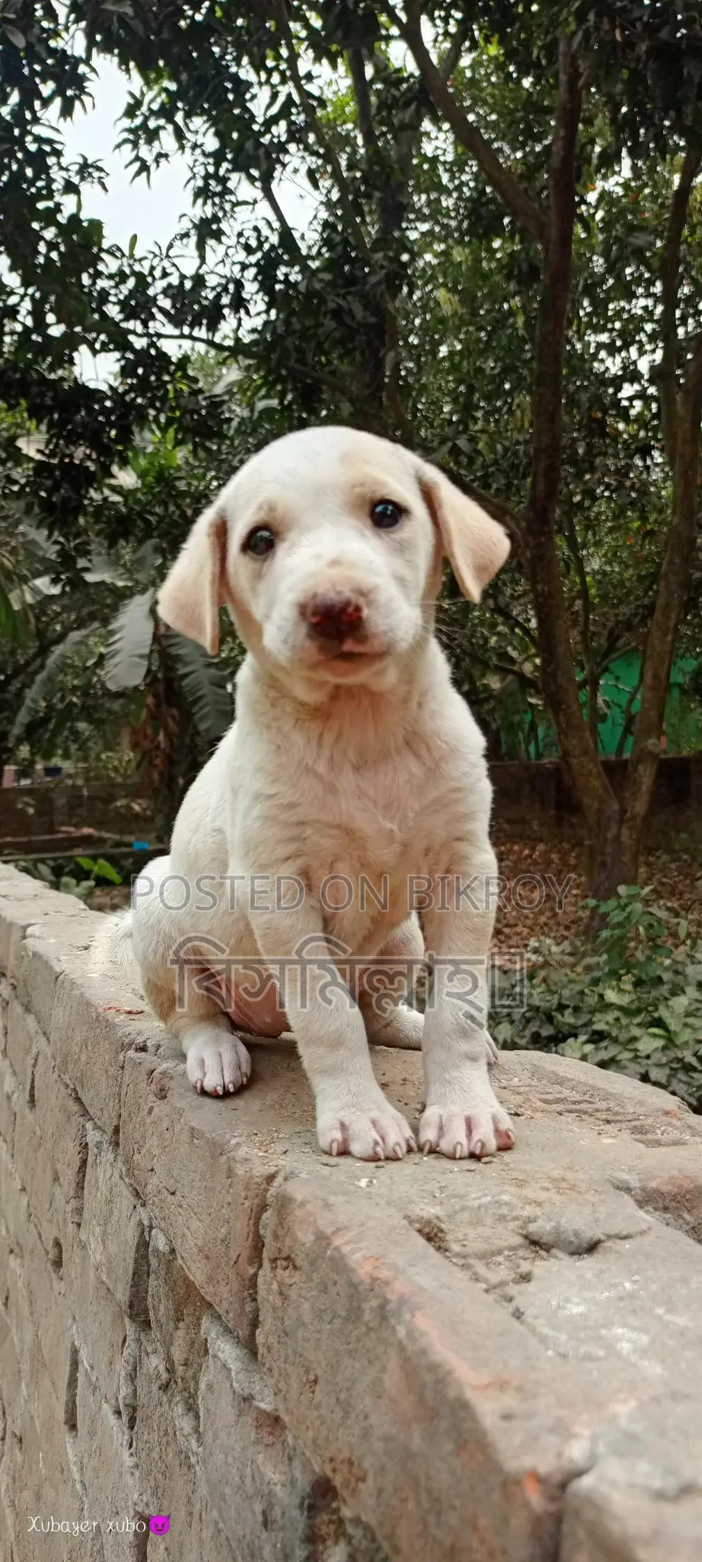 Mix Breed Spitz And Labrador