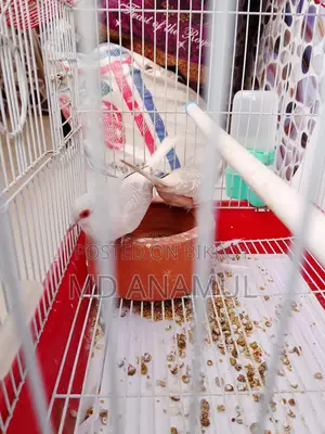 Australian Dove