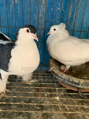 সিরাজি কবুতর ভালো মানের
