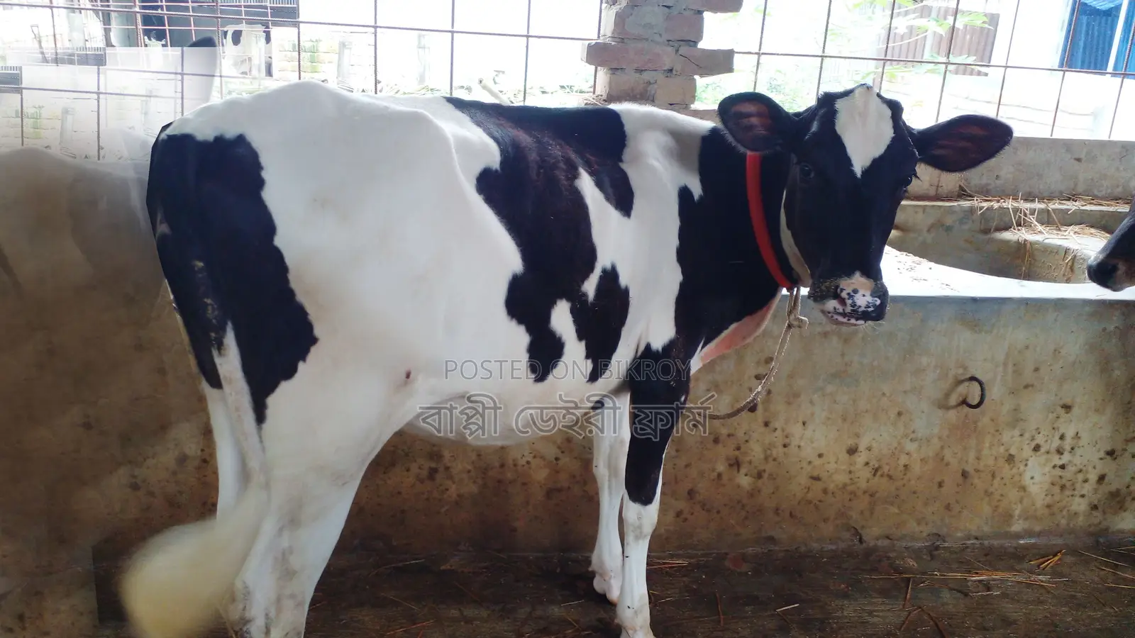High-quality heifer calf. (No. 1063)