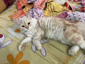 Parisian Cat