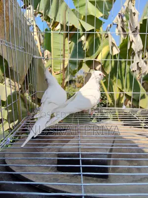 Red Eye Cockatiel