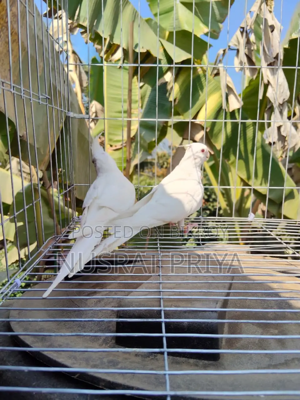 Red Eye Cockatiel
